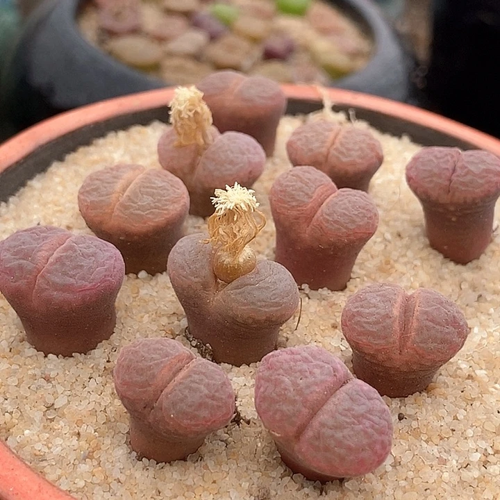 8534温莎风铃样本一颗