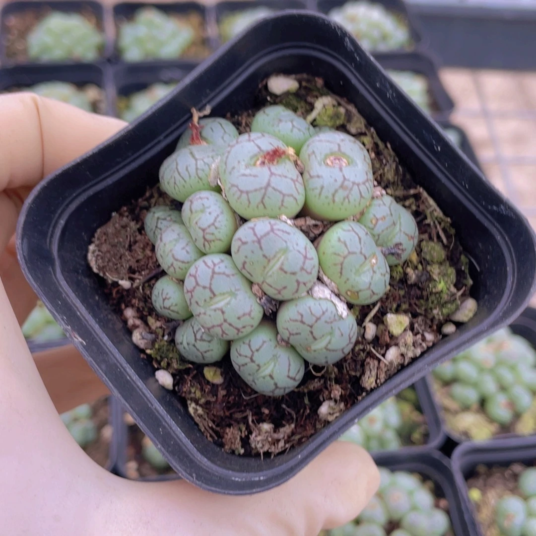 一盒猴脸88888888888