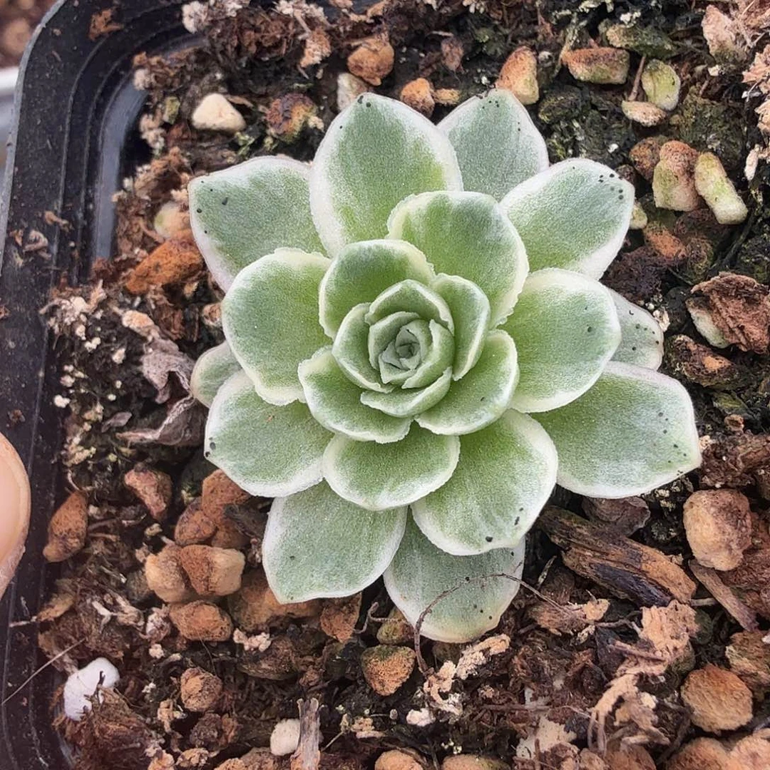 秋夕玫瑰锦，腹轮锦