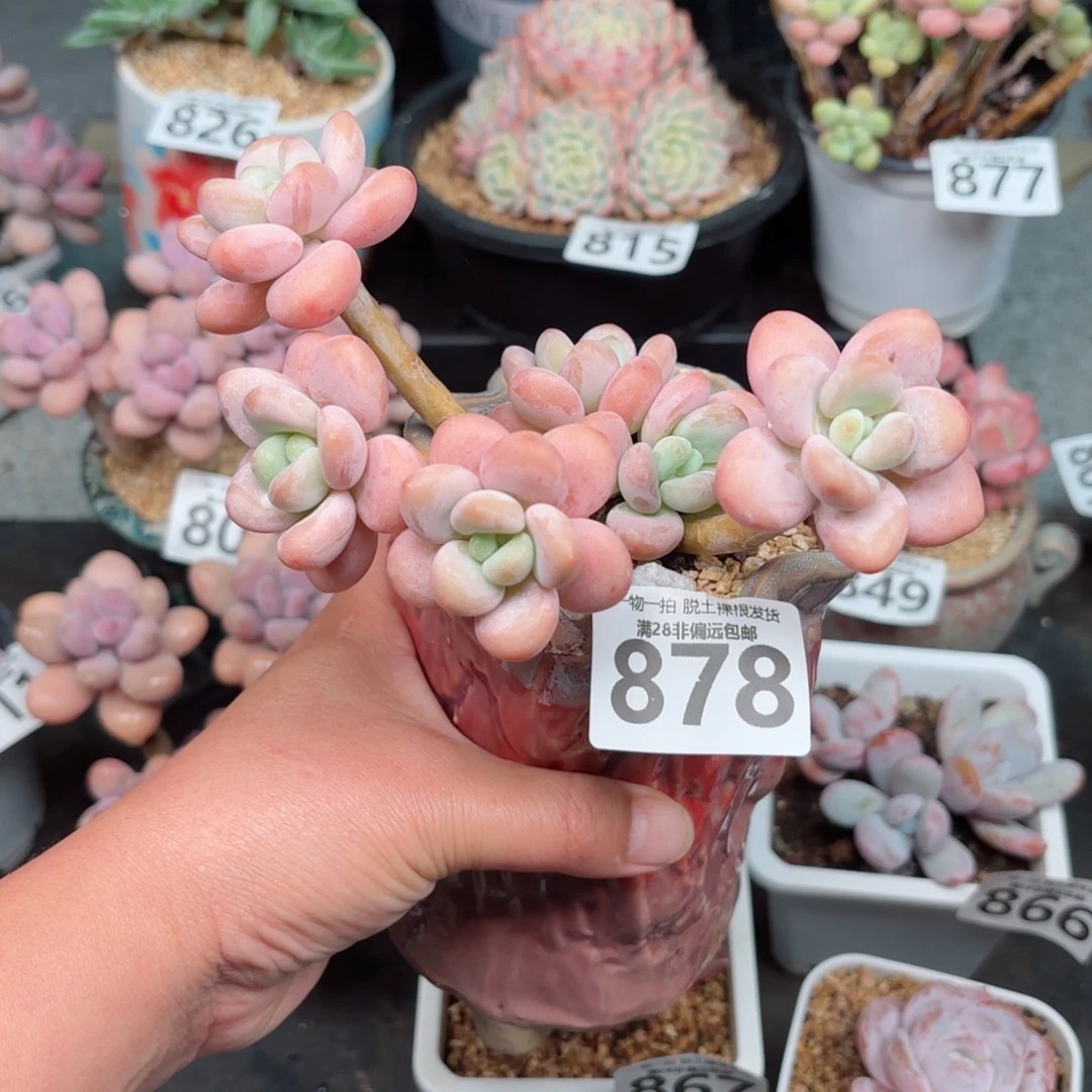 珍妮手指老桩无盆土发货