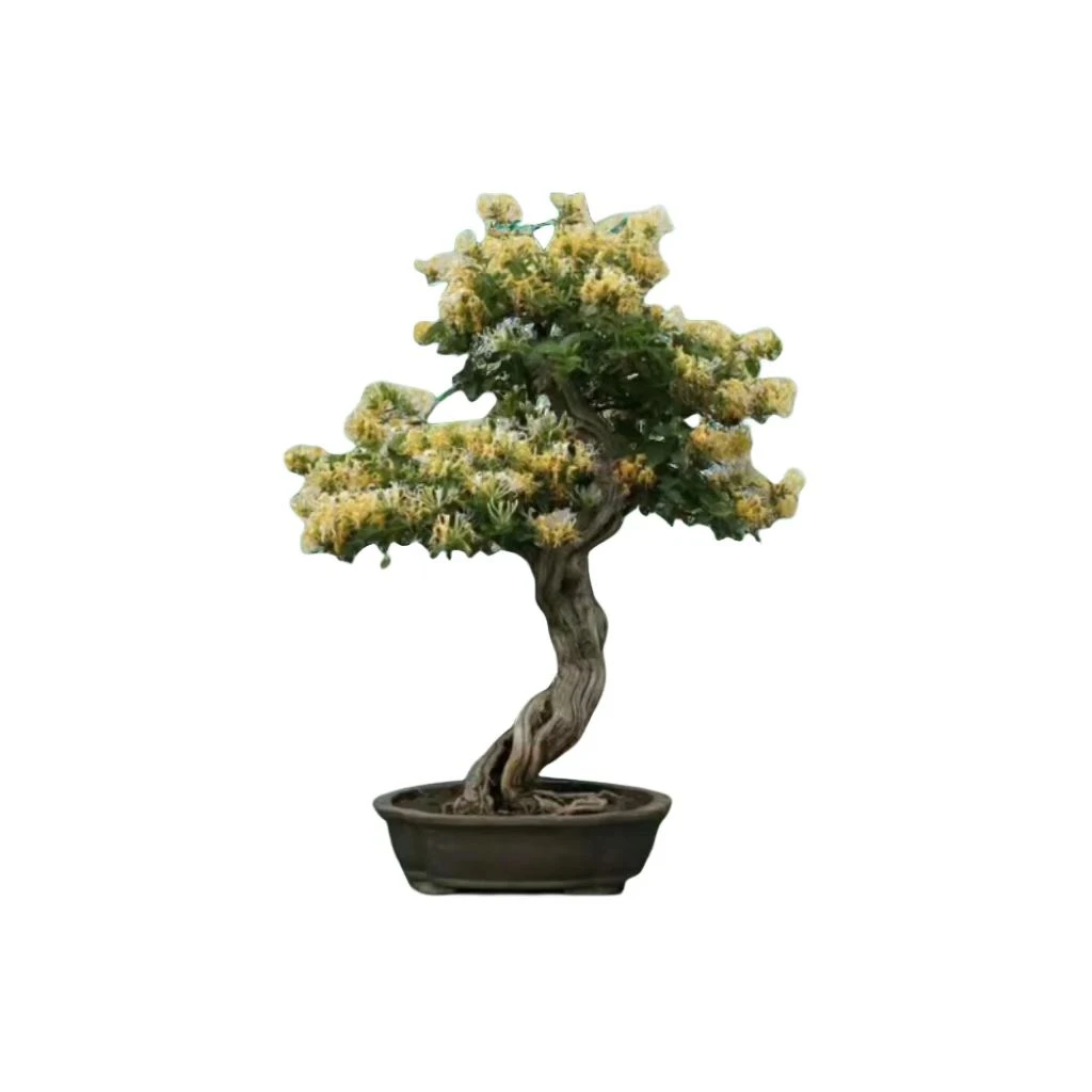 庭院盆栽地栽金银花盆景老桩