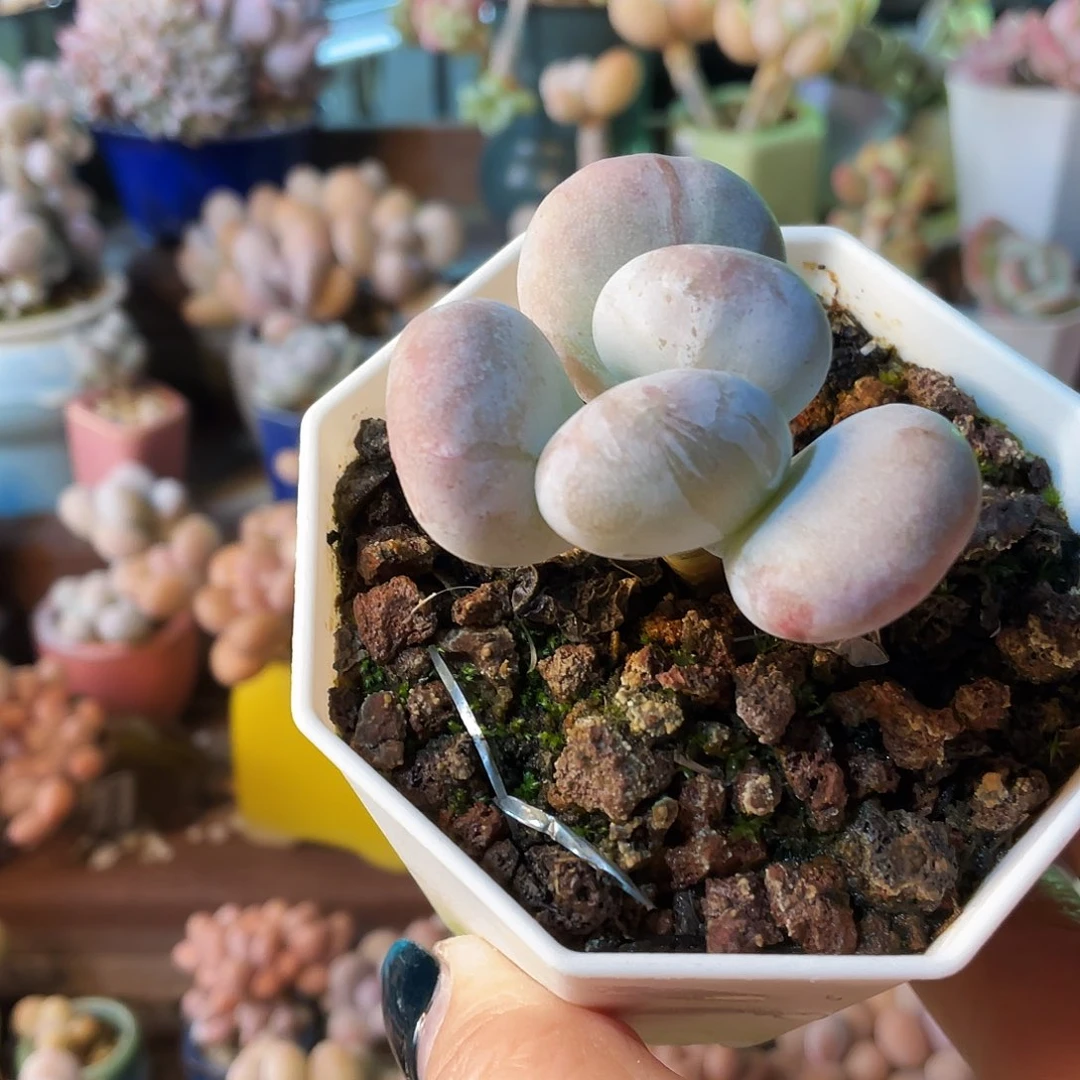 庞***贝多肉植物的生长发育和生长发育