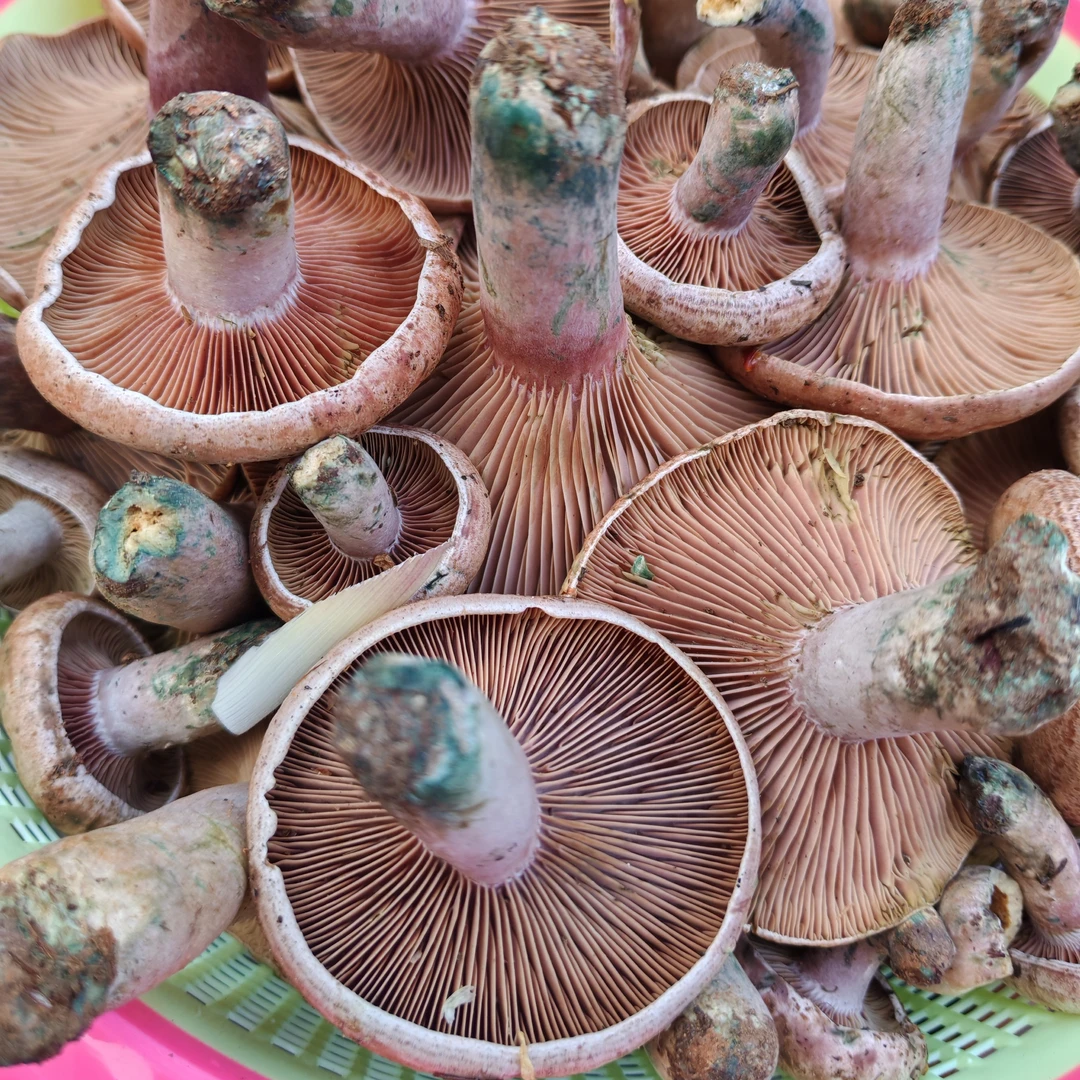 2025当季新鲜乌枞菌枞树菇鲜枞树菌三九菇菌子松菇松乳菇枞菌