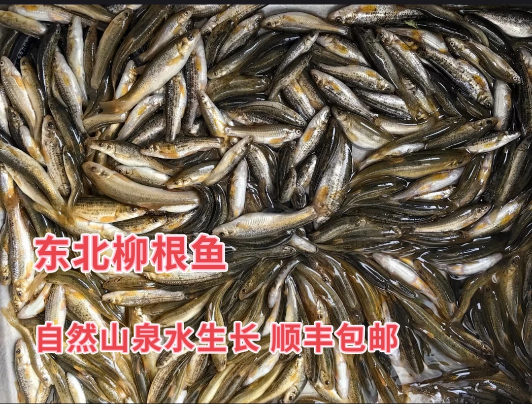 东北特产林区，母，黄肚的，顺丰包邮