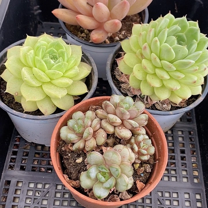 112 多肉植物盆栽花卉植物