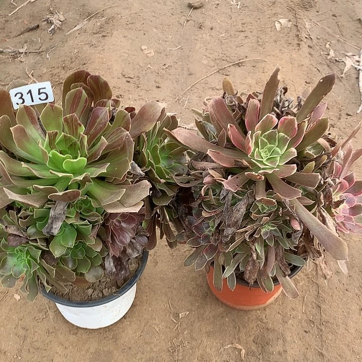 无花朵315欧若拉➕蒙娜丽莎多肉植物3