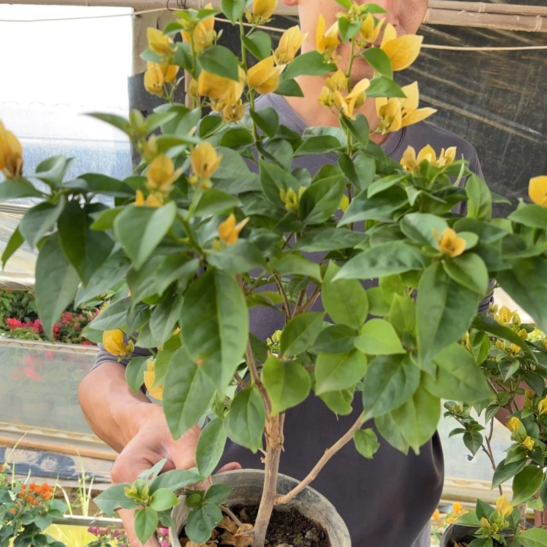 完全开放（苏瓦娜）三角梅会落花落叶会光杆苗有大有小