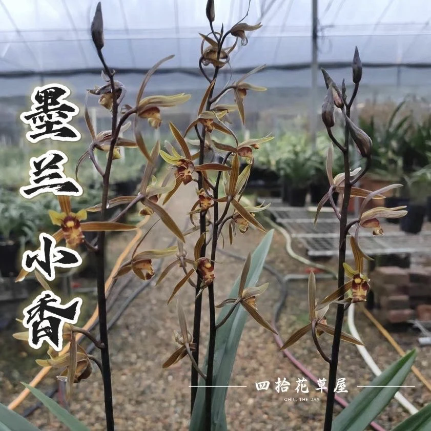 带花苞墨兰小香热销绿植花卉浓香室内好养易活办公室客厅