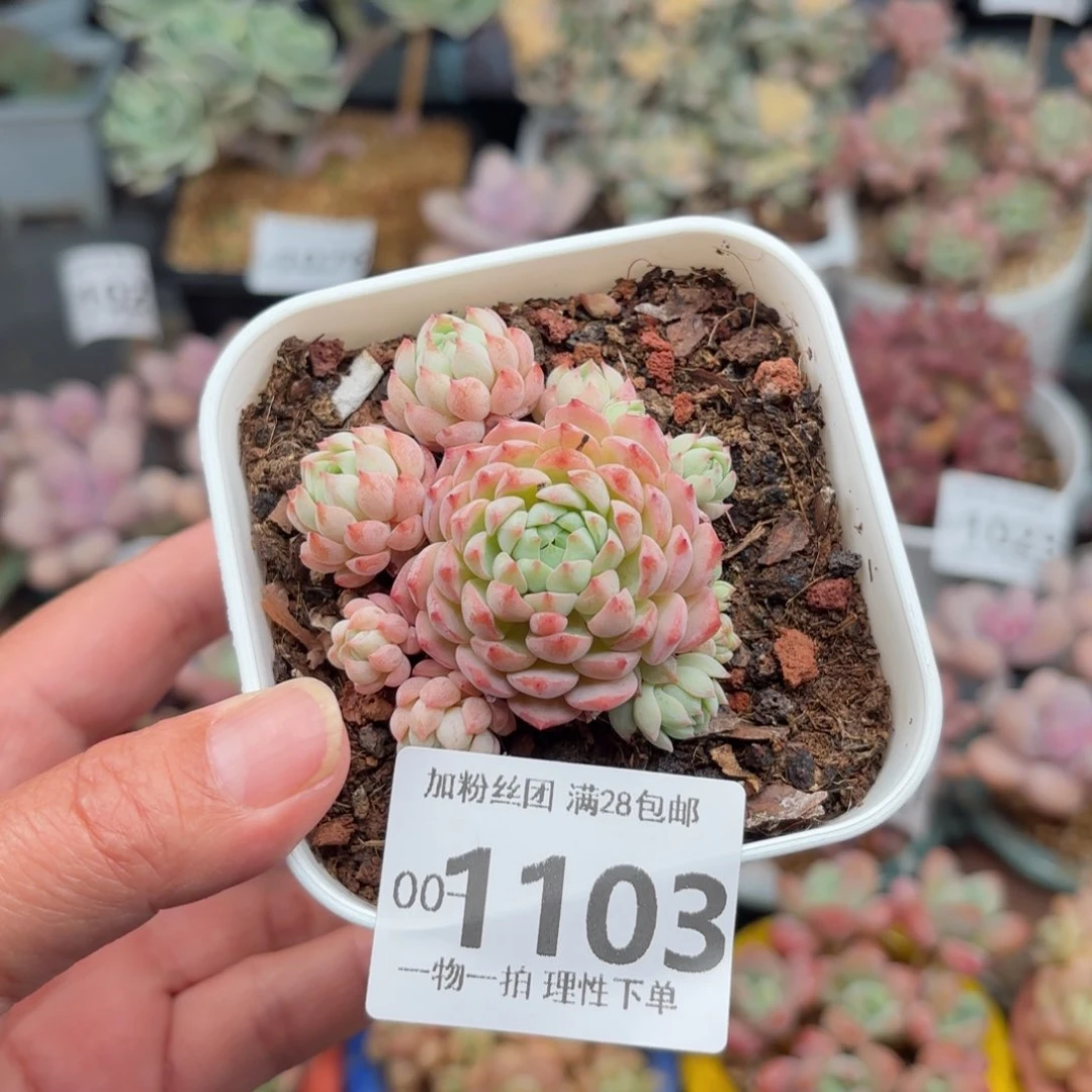 小粉梅多肉多肉多肉