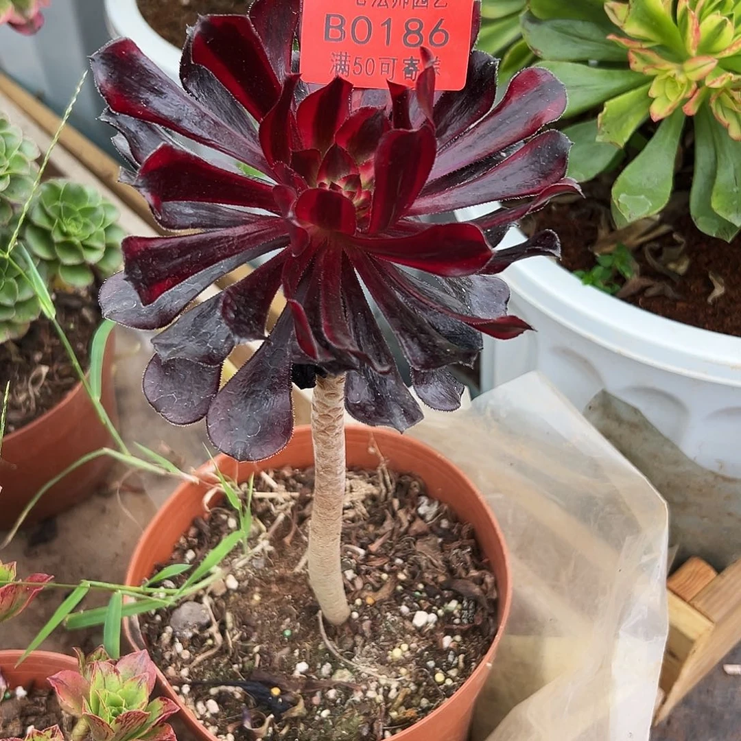 0186多肉植物墨法师