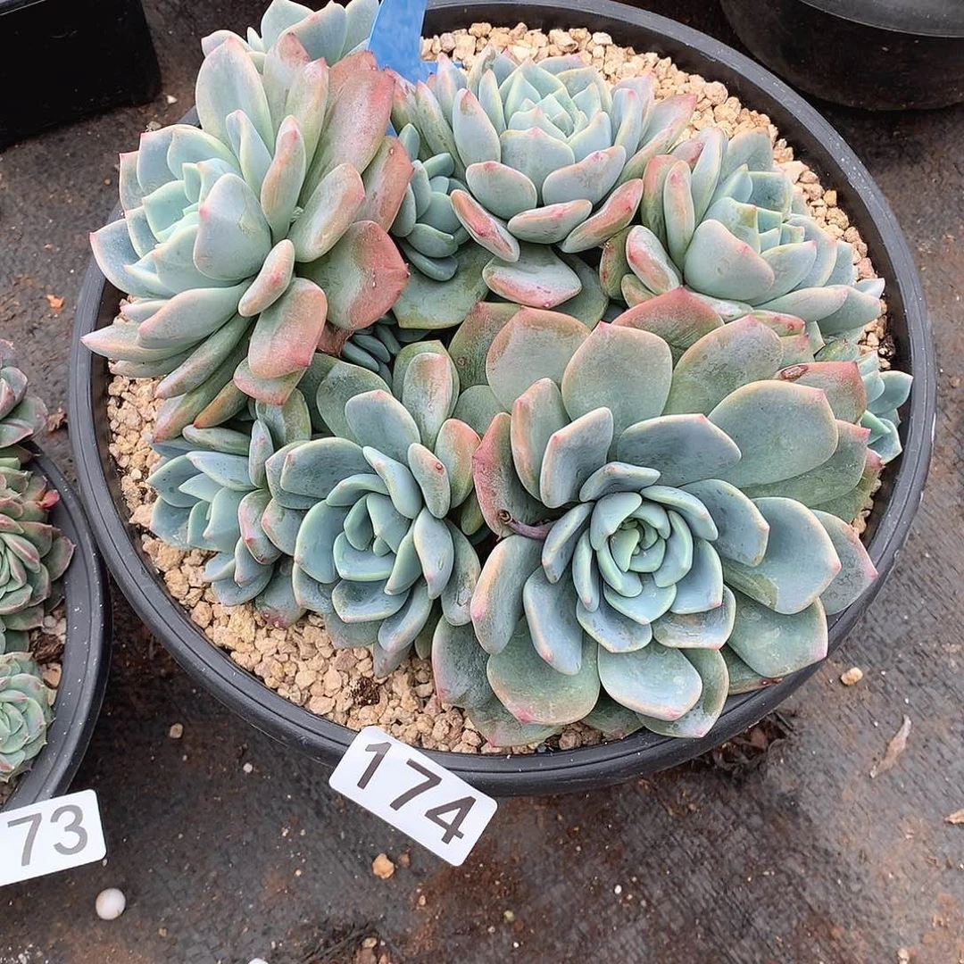 174 一物一拍多肉