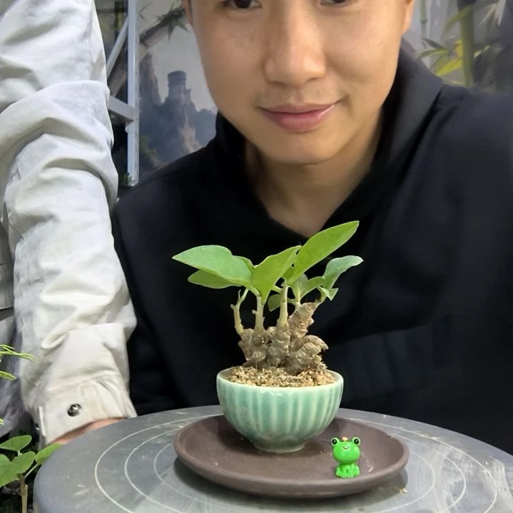 潔中青园艺一物一拍270