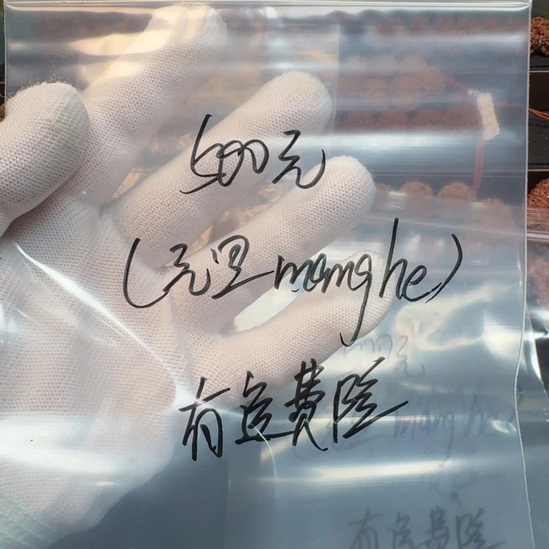 手串金刚菩提500预售（元旦mang he）