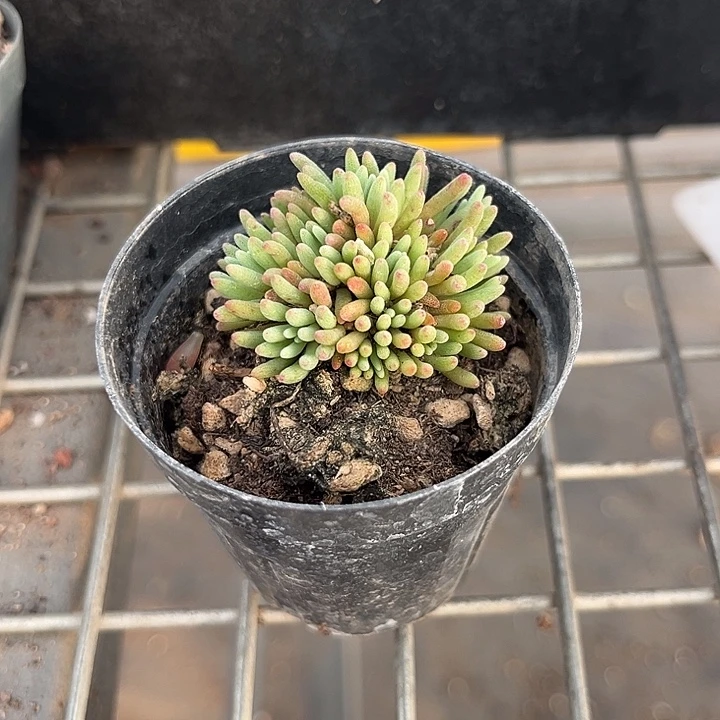 我也不知道我为什么要这样对