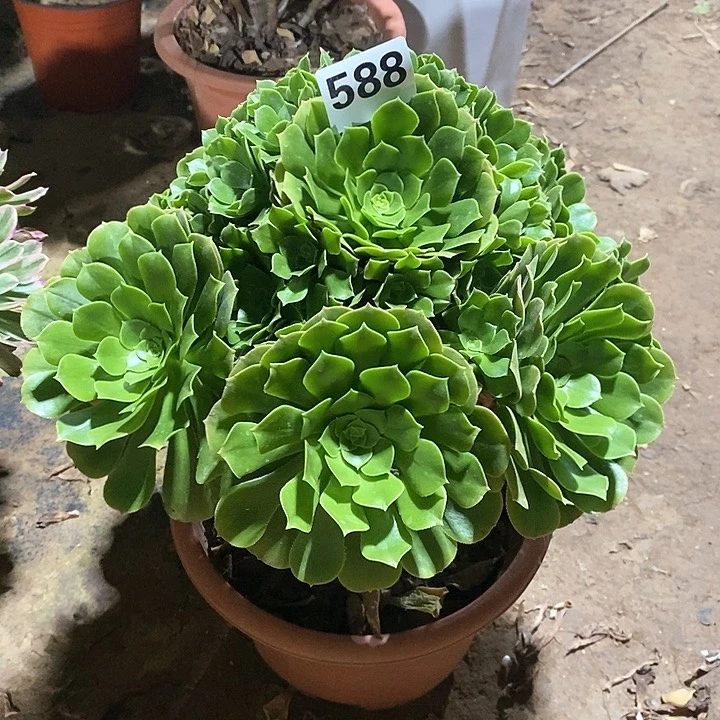 法师植物12345678