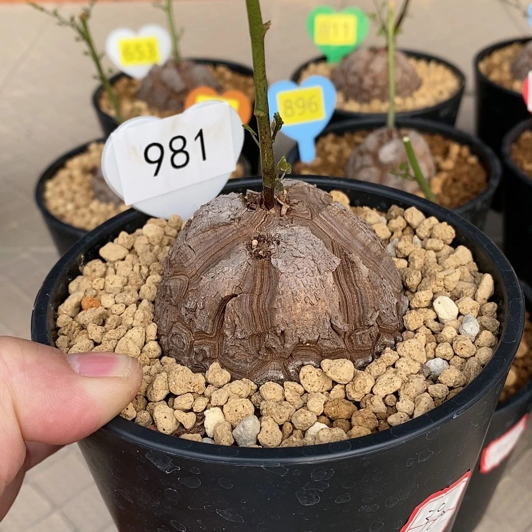 南非龟甲龙龟甲龙