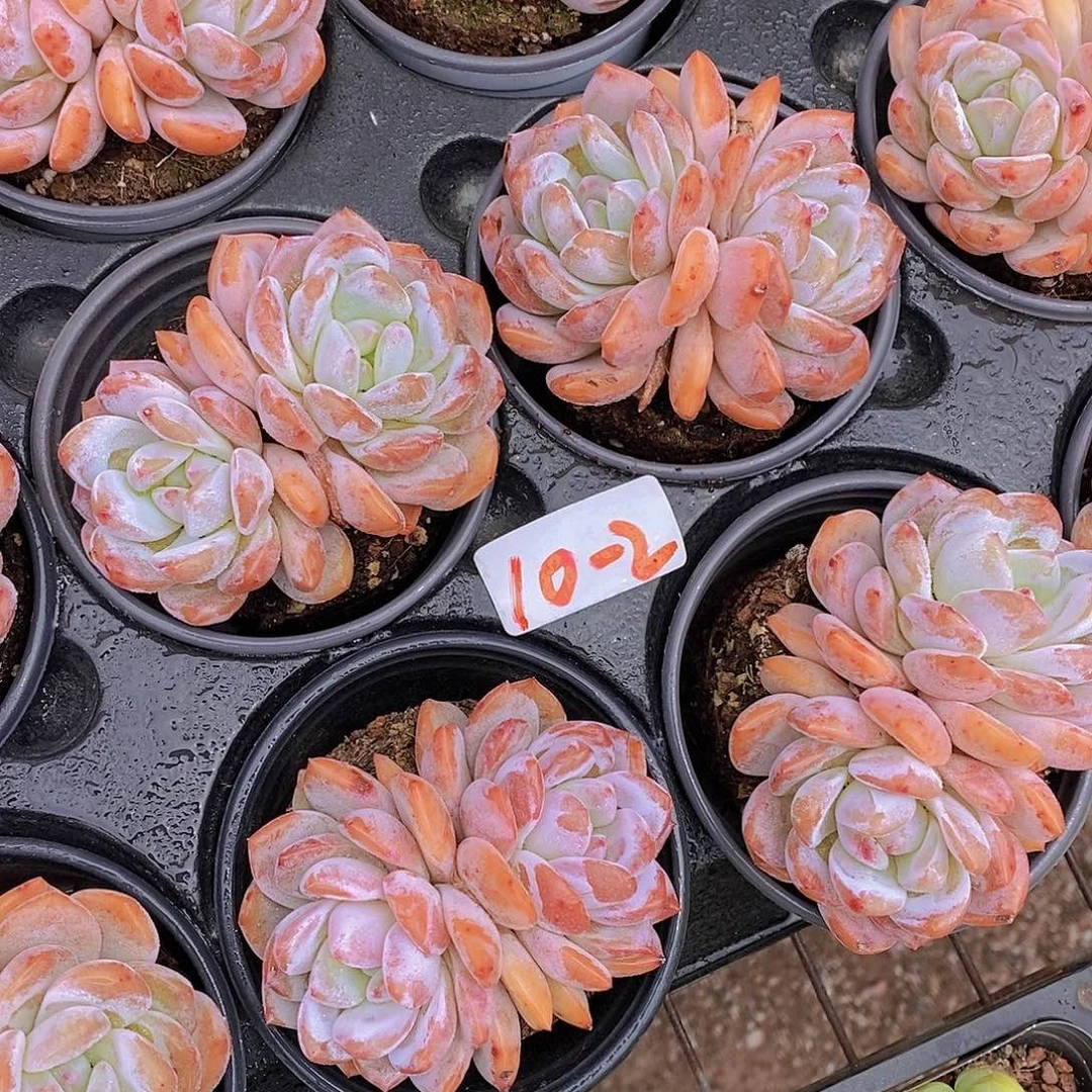 10-2- 新品 粉橙双头福利一颗 量拍