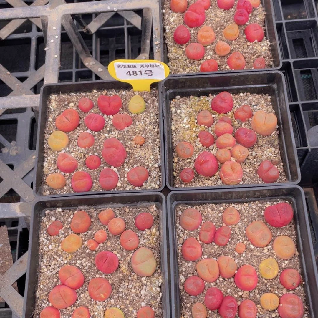 481号 开播福利八年全状态毛汉尼一盒