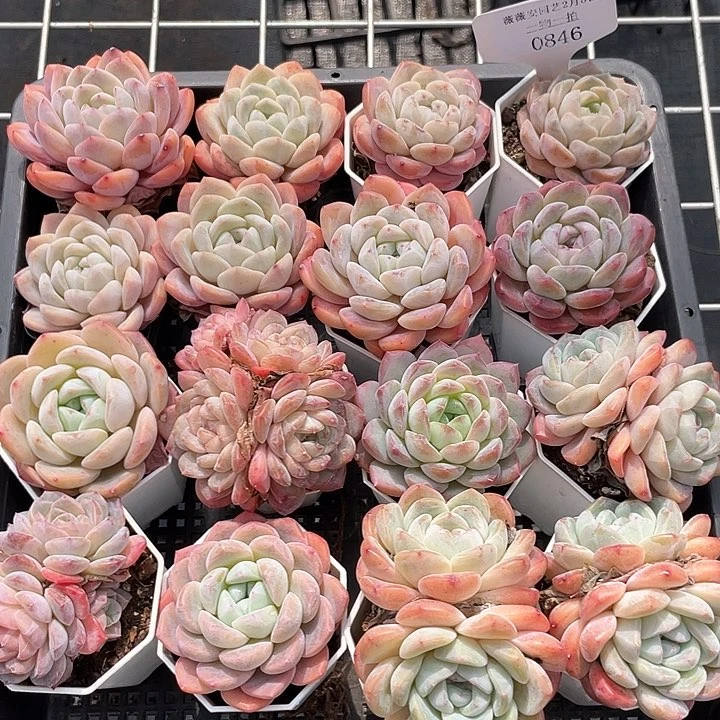 薇薇安园艺多肉0846