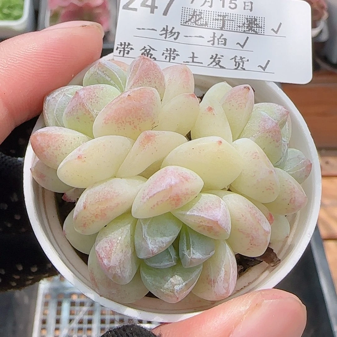 多肉0715-247冰玉三头