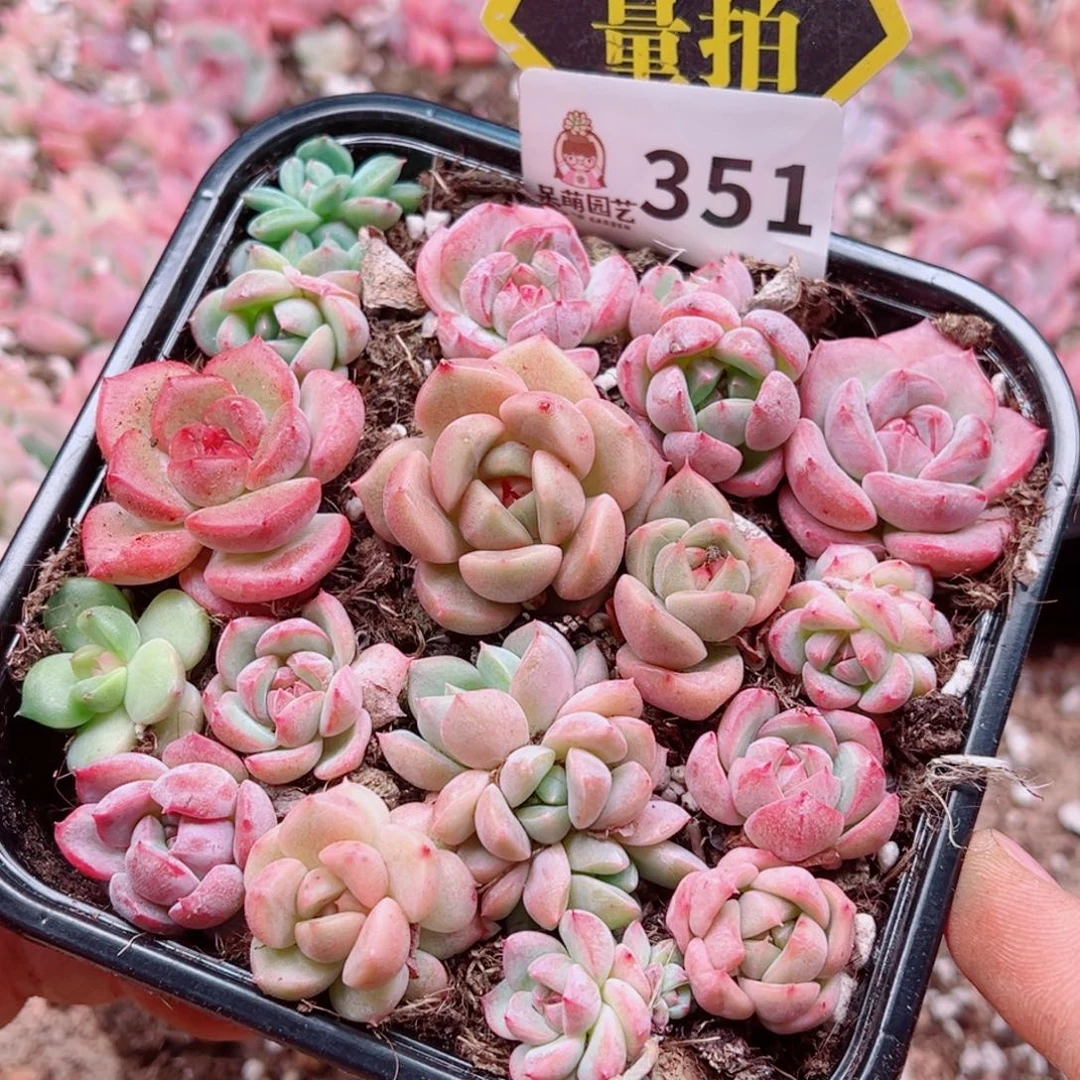 多肉植物多肉植物