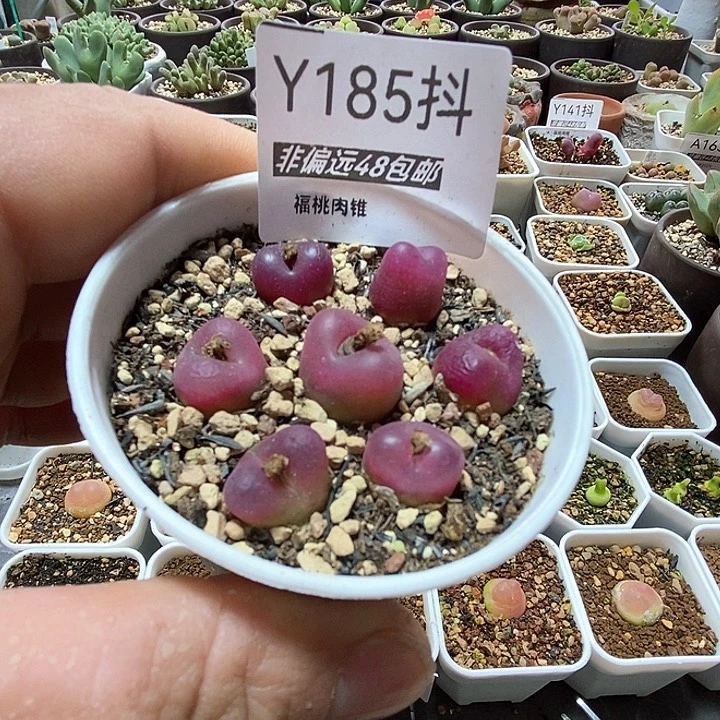 多肉一物一拍185号吕红
