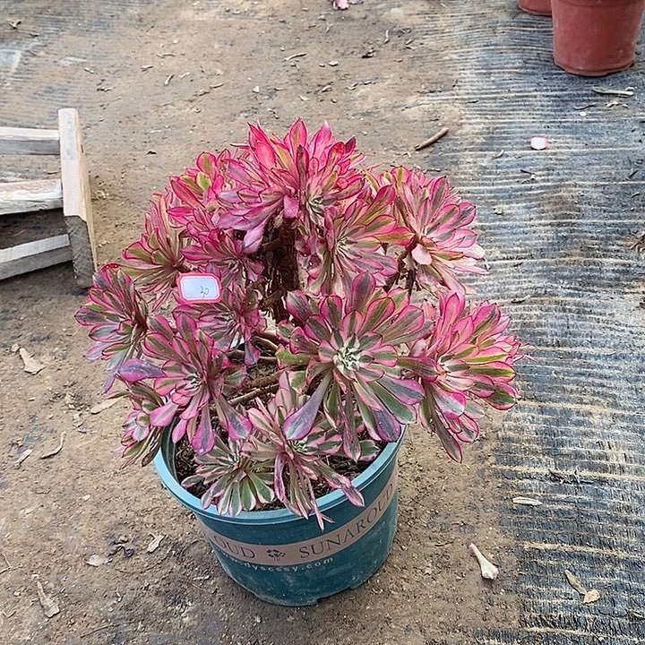 30，红同白多肉法师多肉都是