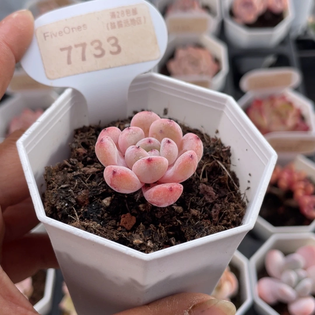 雪爪7733-3.0厘米