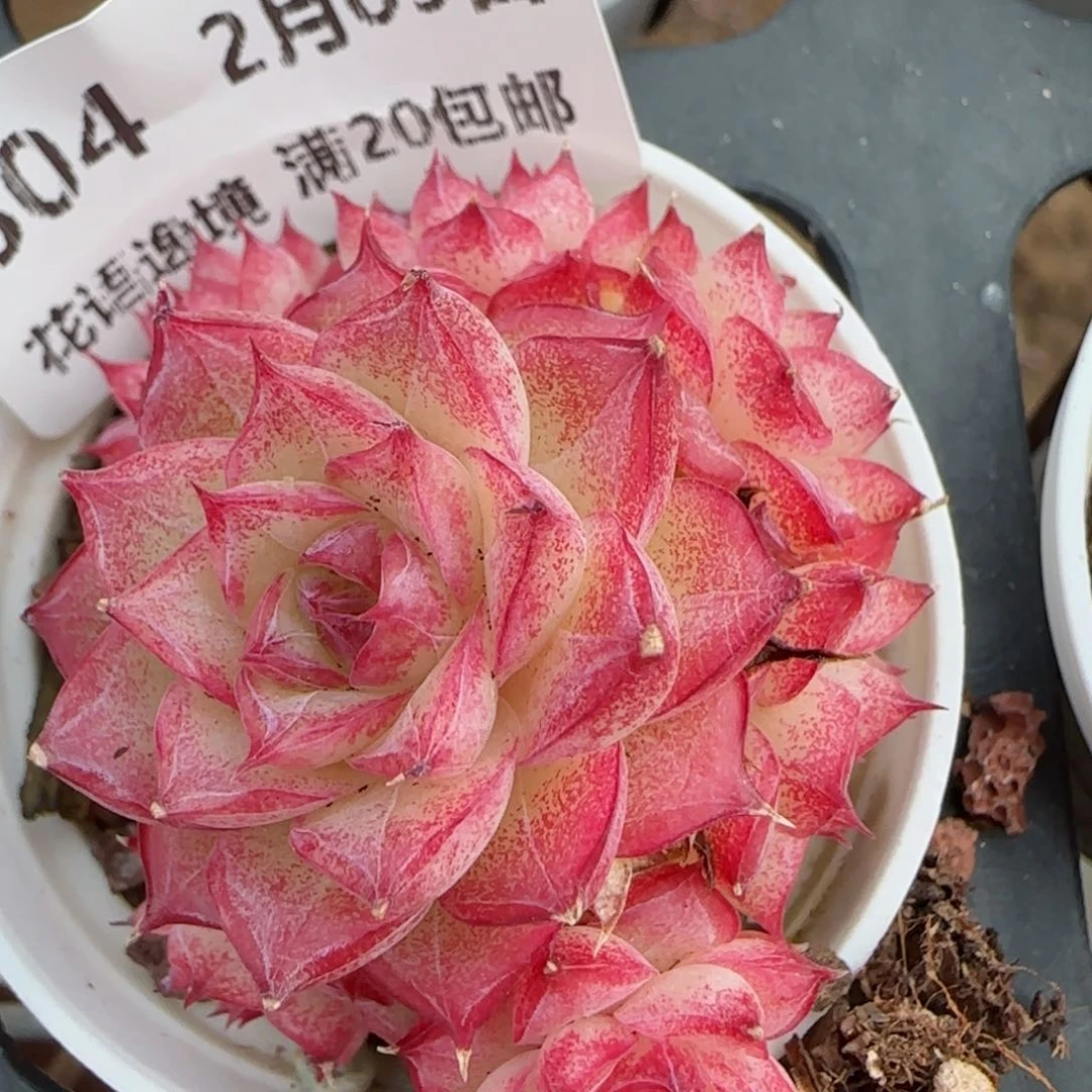 花语逸镜0209-804