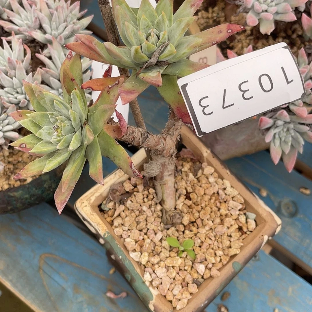 缘特价不售后苹果叶10373