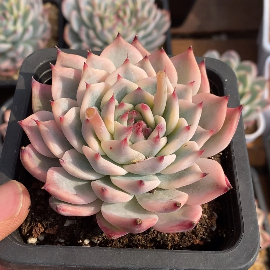 ?****?吉娃娃锦多肉植物