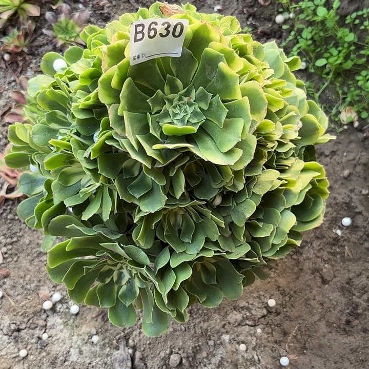 辛尼亚8-1-630偏远不包邮