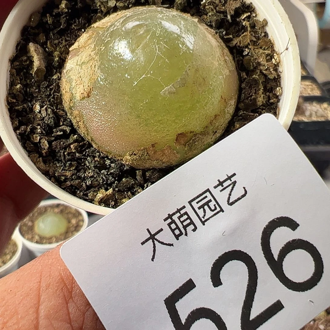 一物一拍。        526