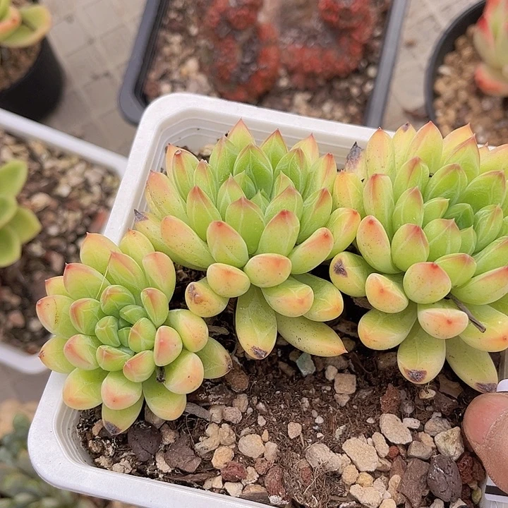 星际迷航25124多肉植物