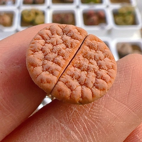 【闪购商品】25977