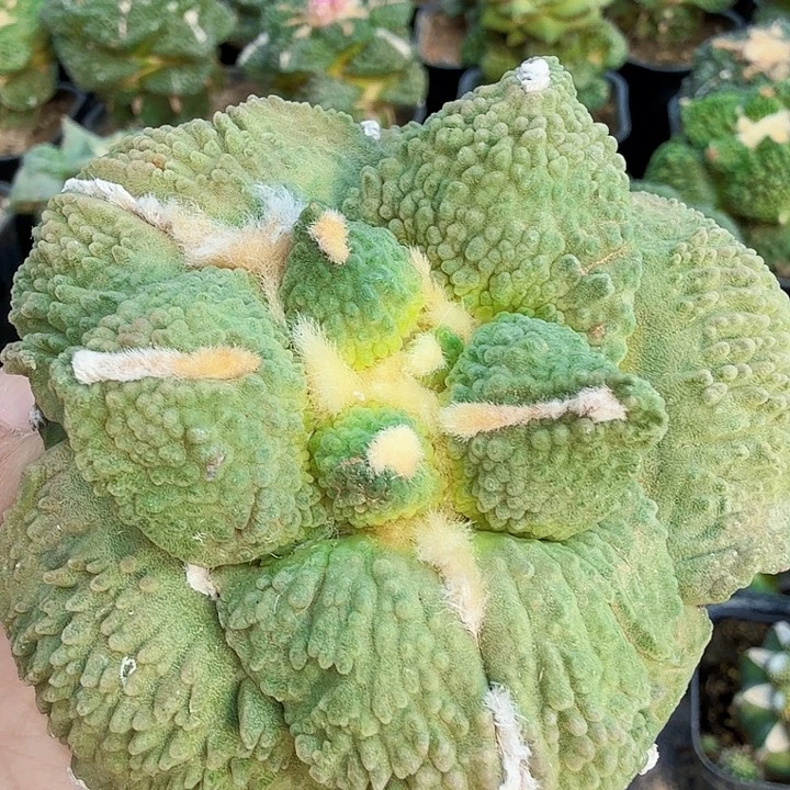 无花朵236大尤梦幻怒涛