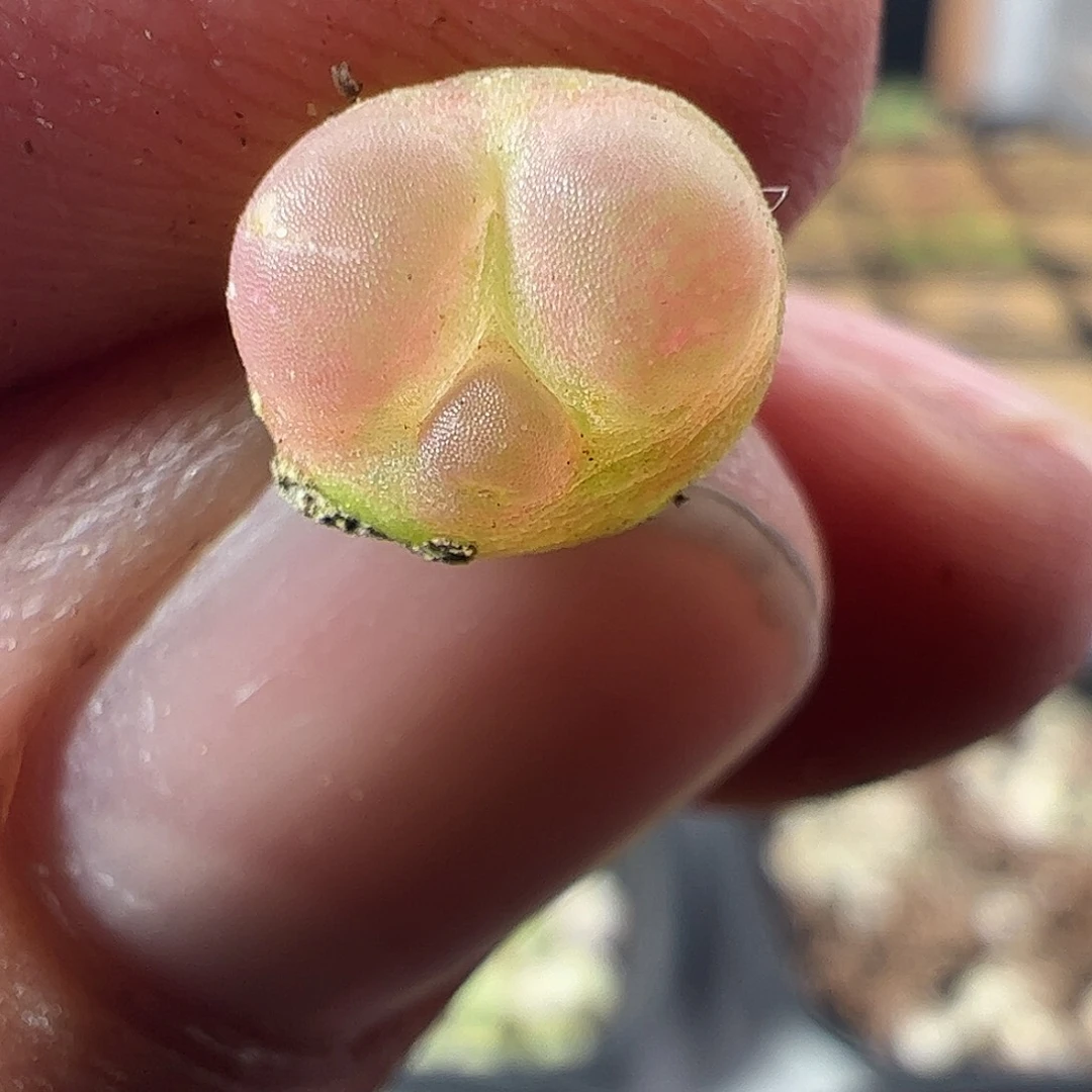 一物一拍。     931