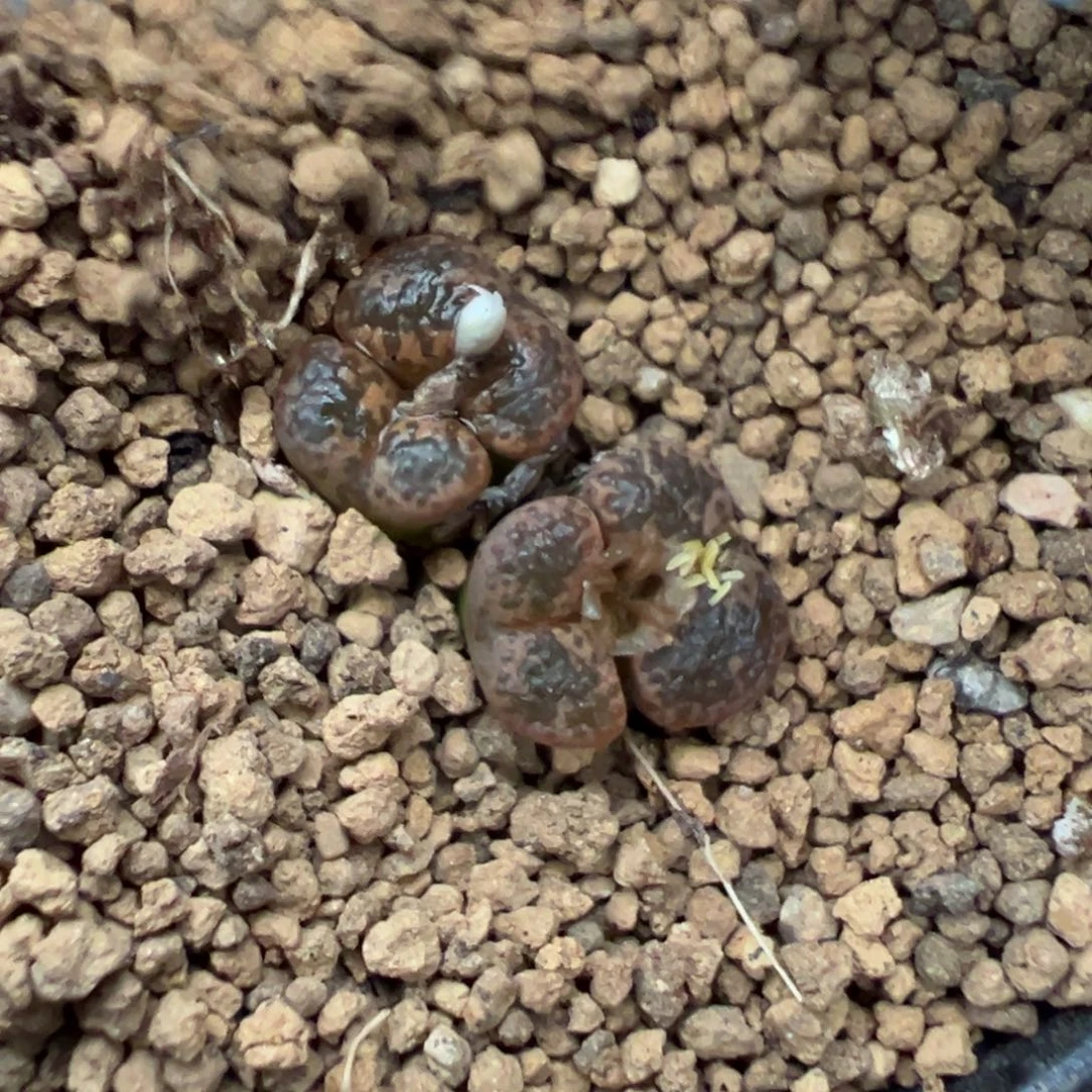 23-68肉锥多肉植物