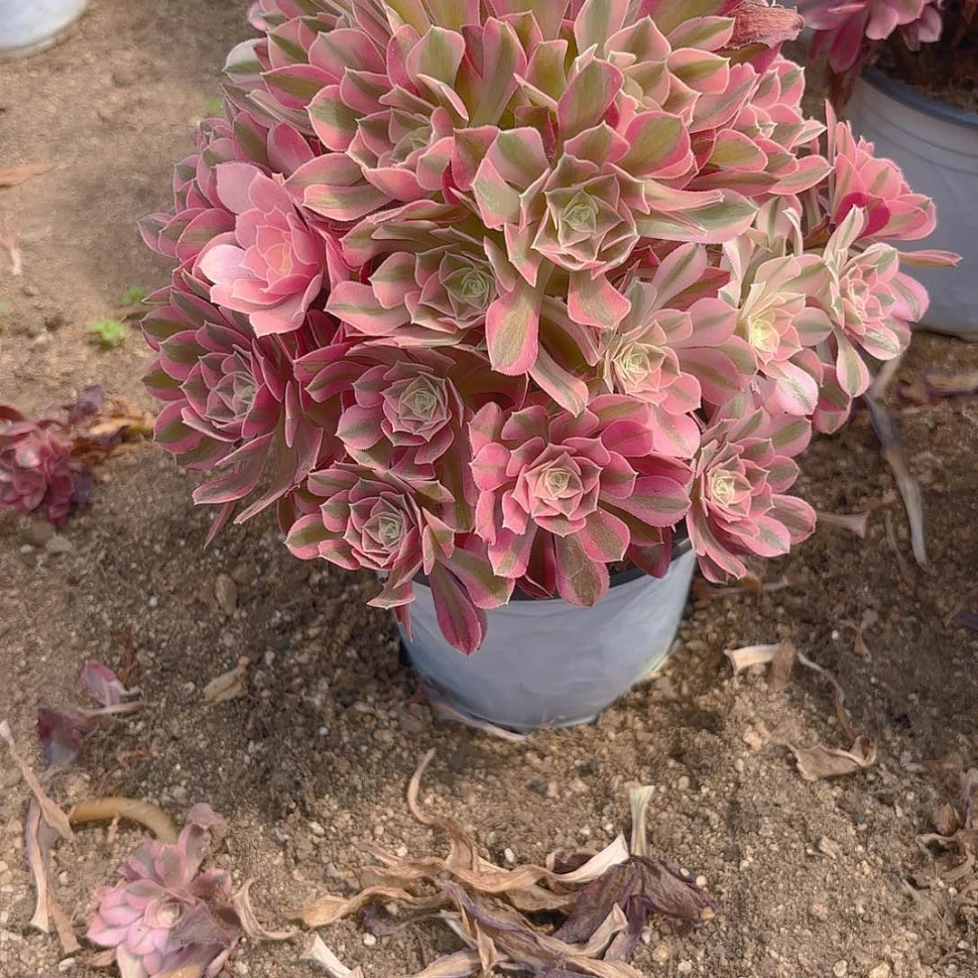 女巫多肉植物手捧