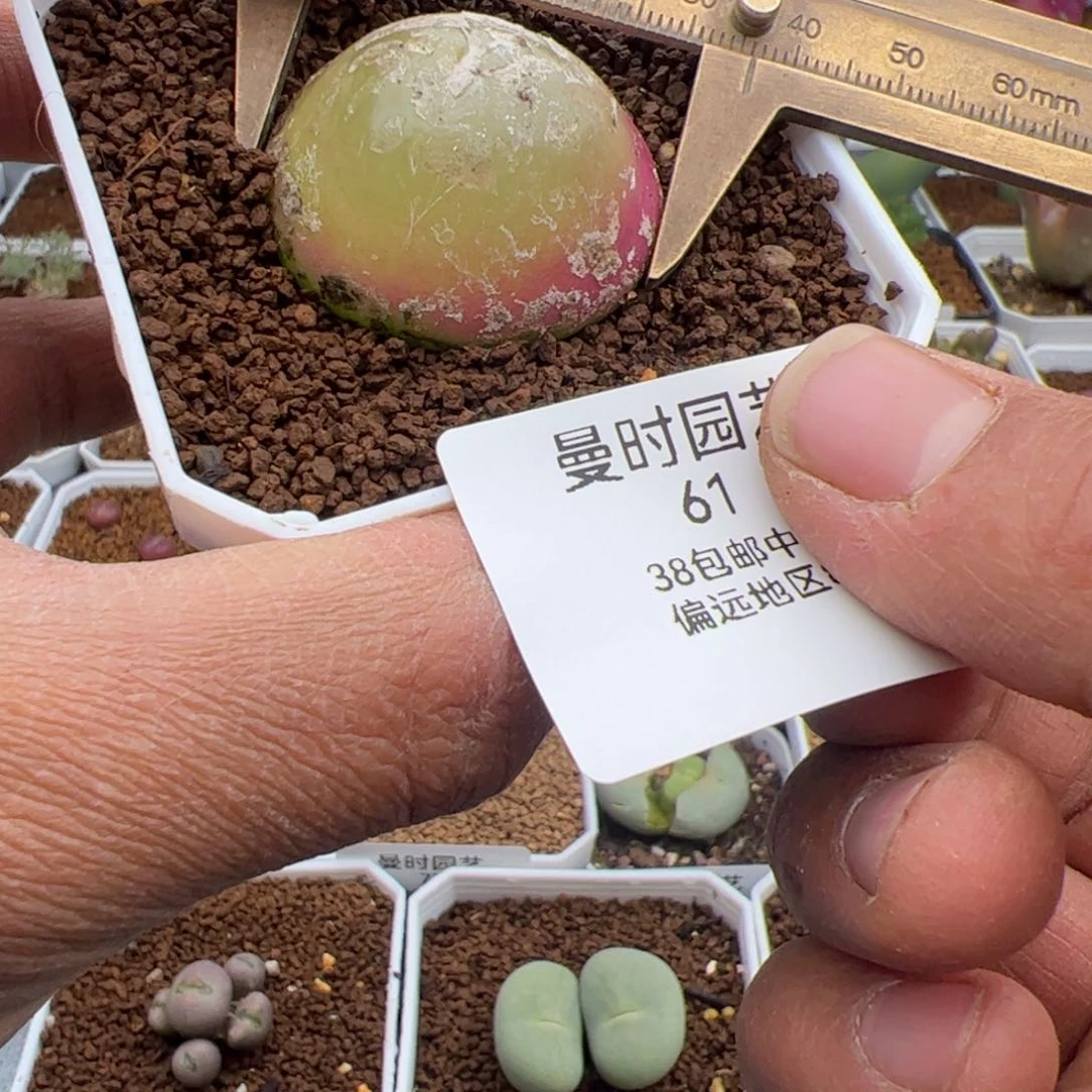 2.23大灯泡多肉植物61