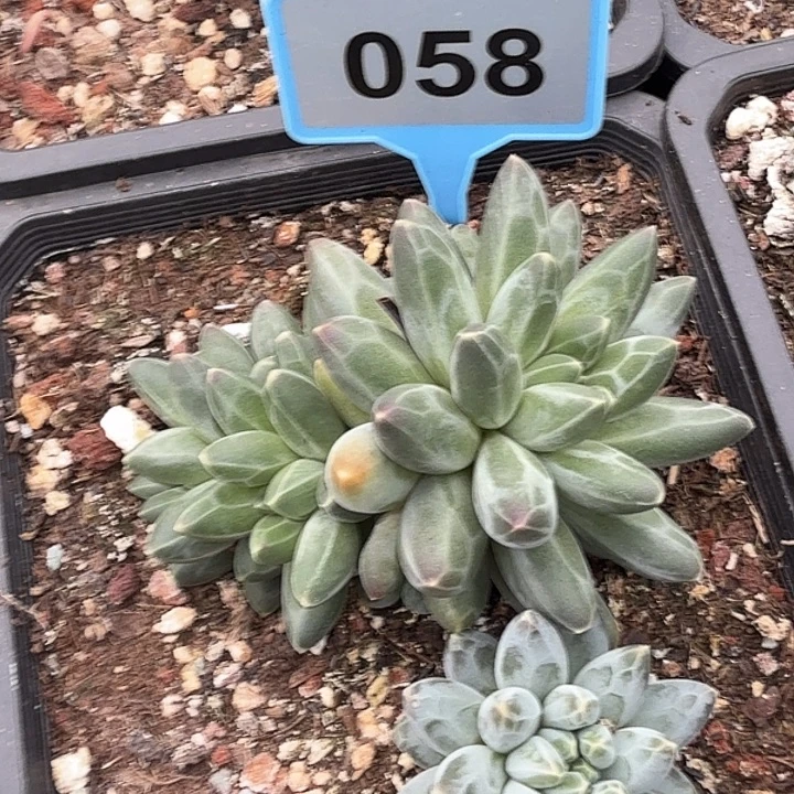 058伊卡鲁斯两个人