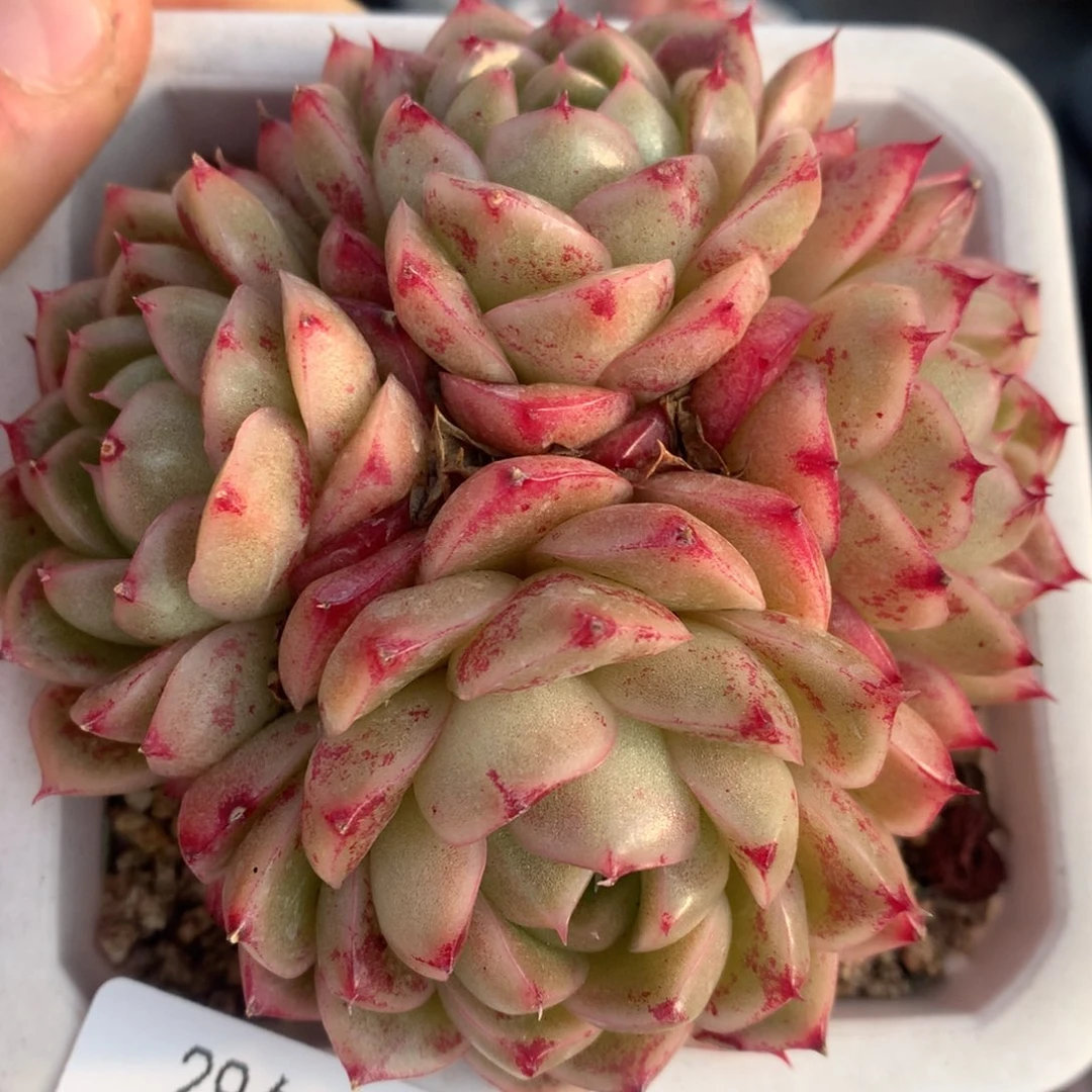 0207-01 麦杆优选