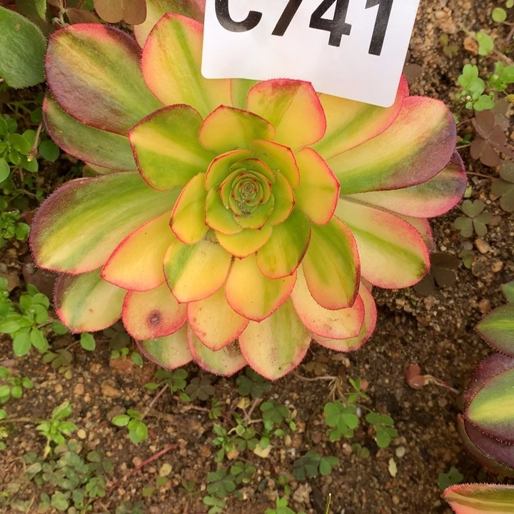 桃*蹊741万七彩多肉植物