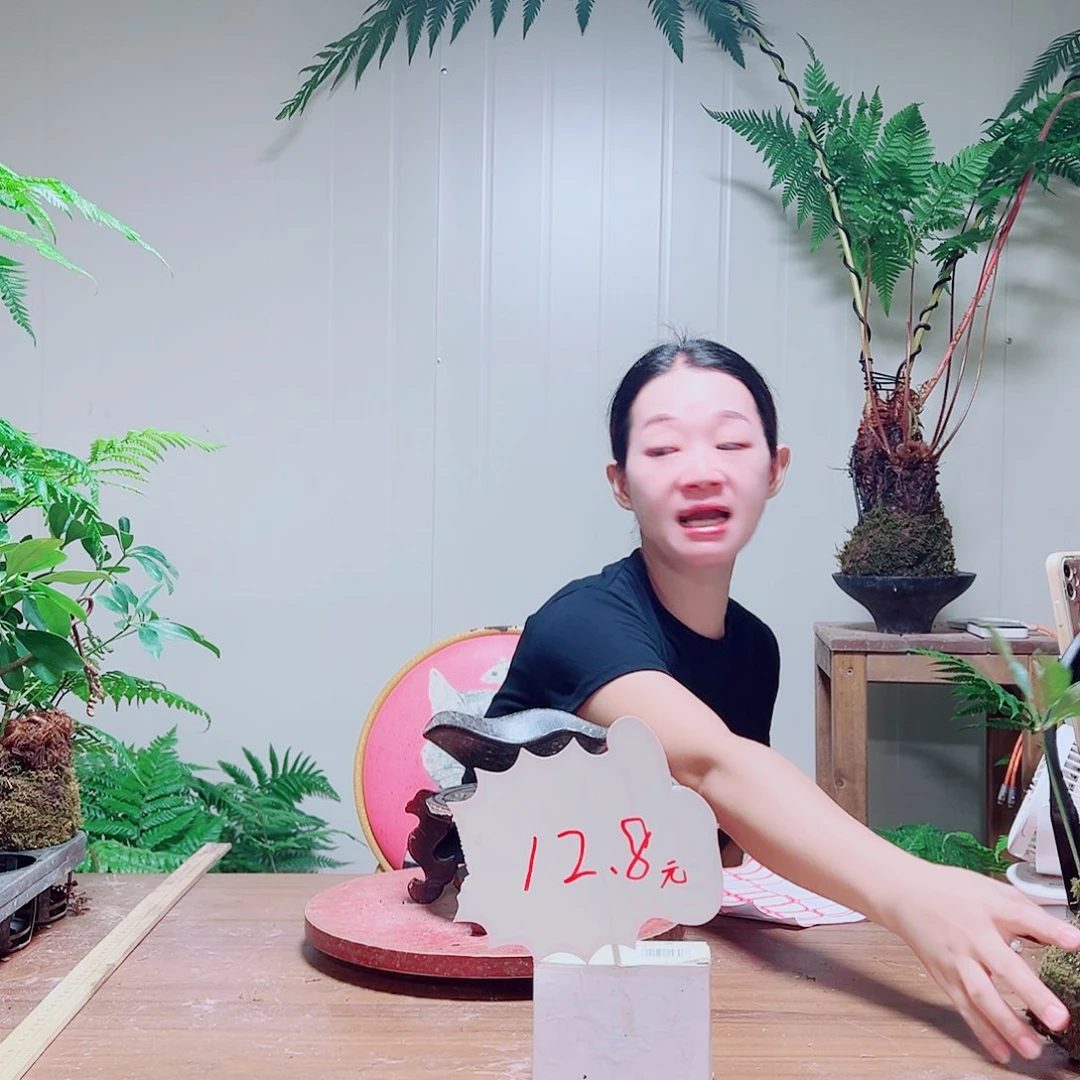 无花朵用****5金丝虹鳞蕨