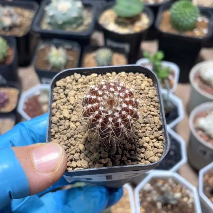 515实生紫皮尤伯球