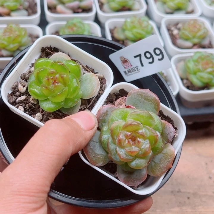 多肉植物多肉植物