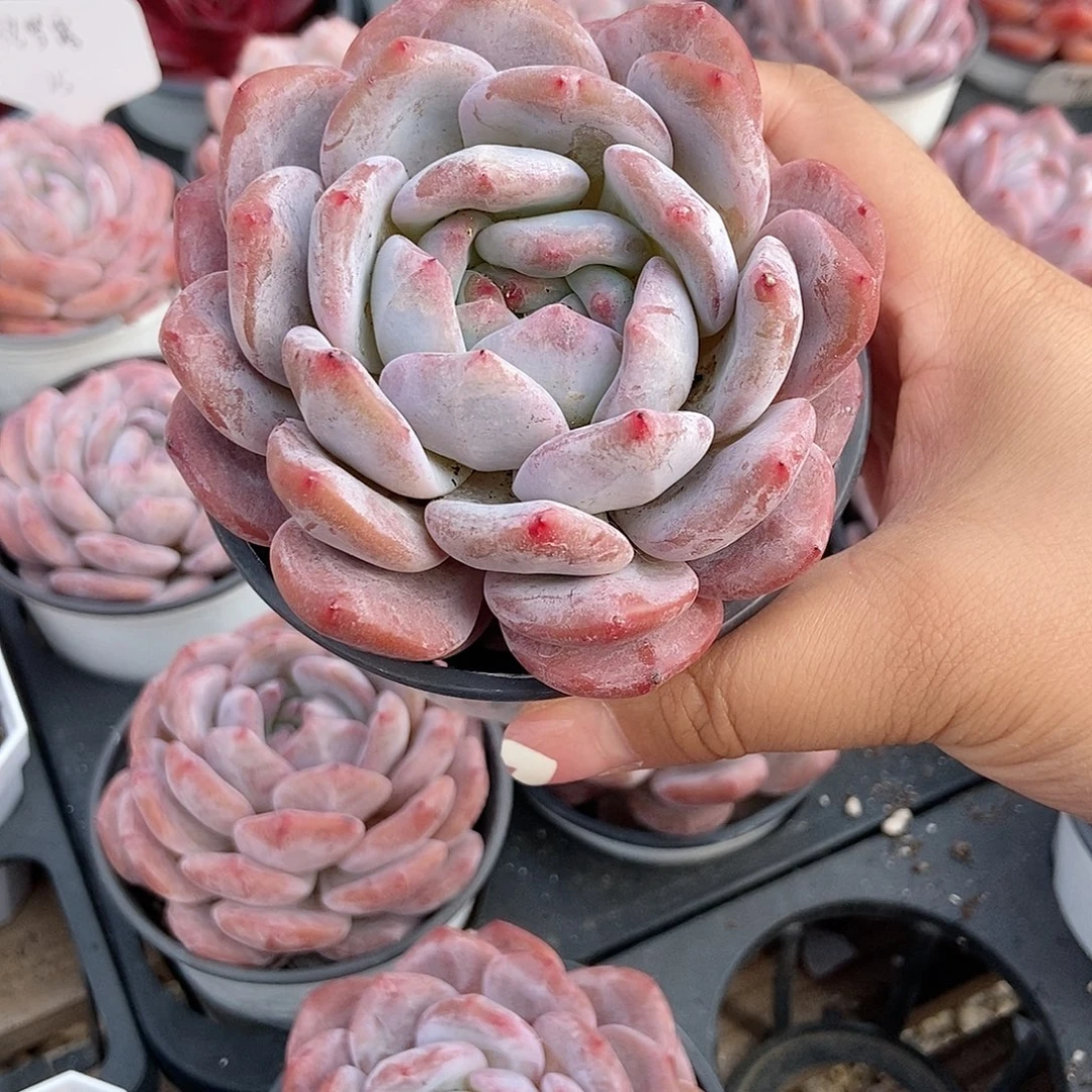 金泰家多肉，473橙梦露