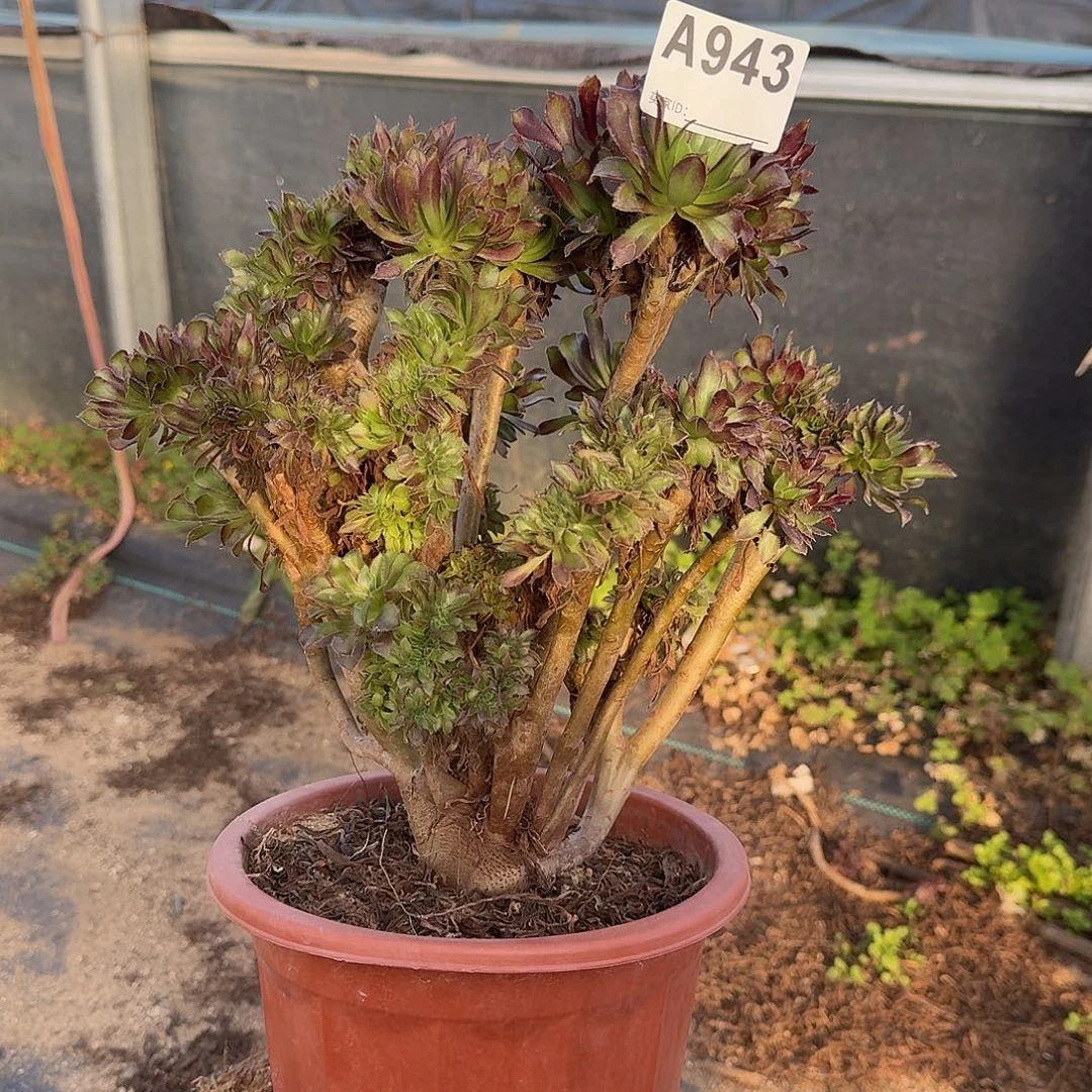 943黑法师有伤满28包邮