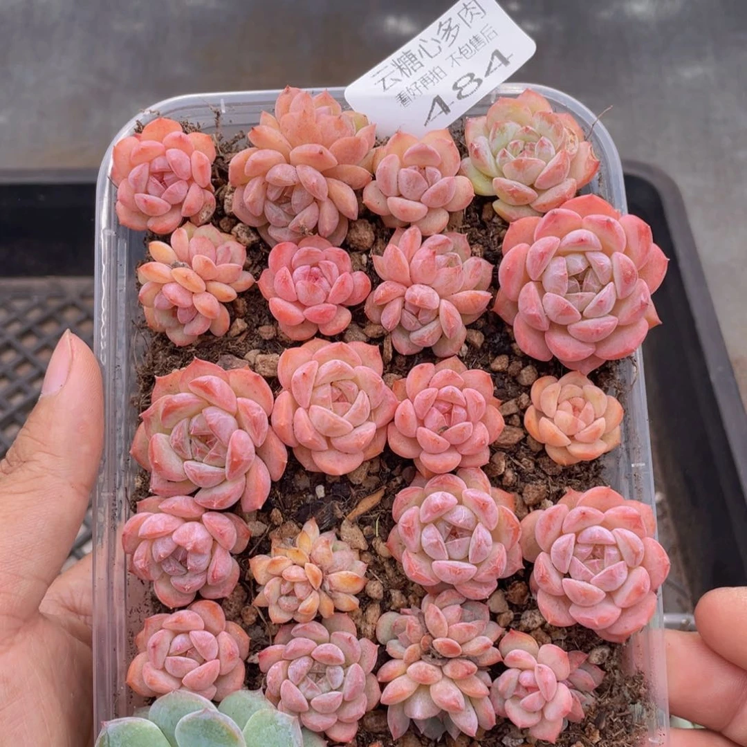 云糖心多肉植物484