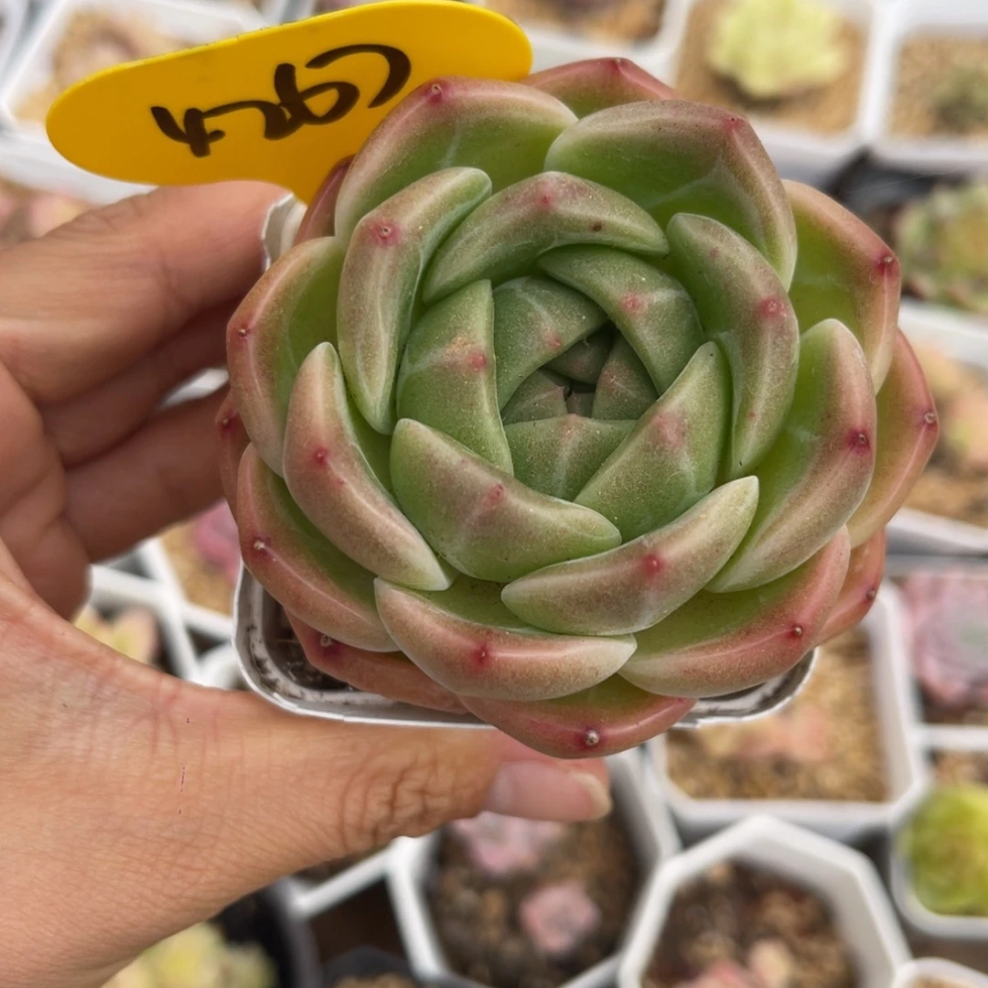 东云珍妮单头4267